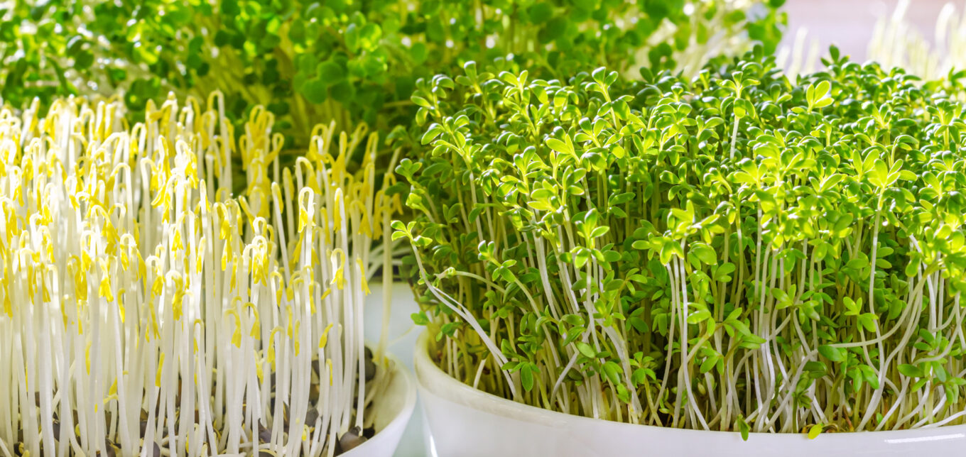 How to Grow Sprouts in a Jar – Mother Earth News - Vimarsana News